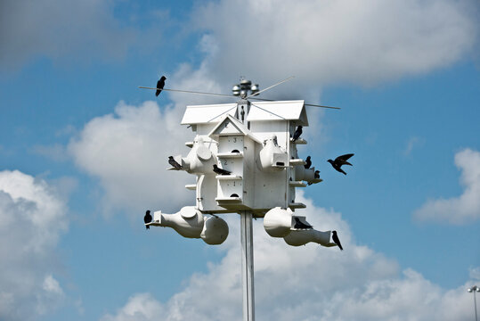 USA, Florida, Sarasota, Celery Fields, Purple Martins At House