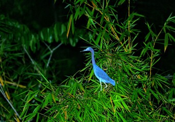 Faune du Costa Rica en Amérique Centrale