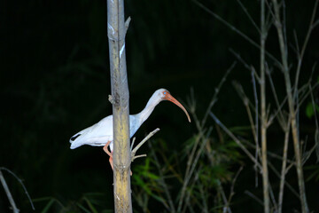 Faune du Costa Rica en Amérique Centrale