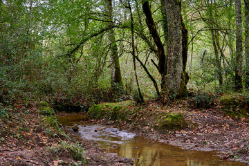 stream in the autumn forest