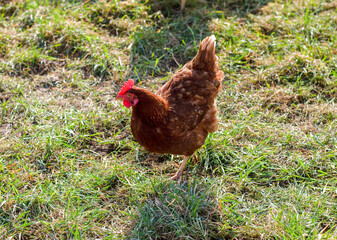 Chicken on a field