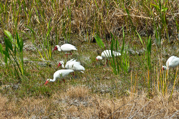 USA, Florida, Sarasota, Celery Fields, White Ibis