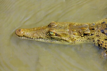 Faune du Costa Rica en Amérique Centrale