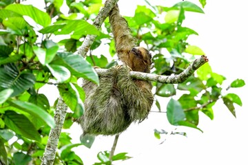 Faune du Costa Rica en Amérique Centrale
