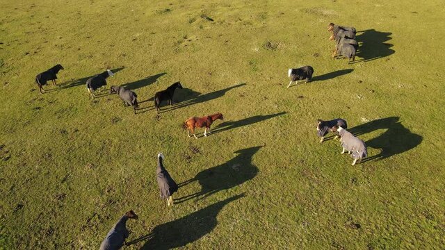 Aerial footage of an herd of horses