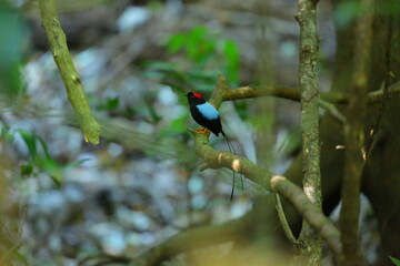 Faune du Costa Rica en Amérique Centrale