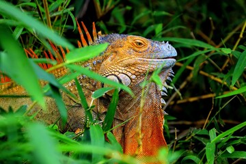 Faune du Costa Rica en Amérique Centrale
