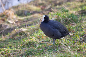 Coot standing on one leg, at the lakeside