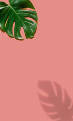 Green tropical leaf and shadow on pink color background. Flat lay arrangement. Minimal summer concept. Creative copy space.