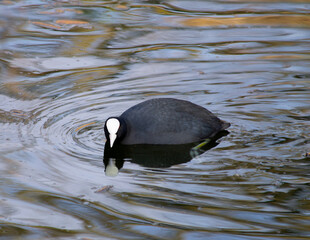 Coot swimming