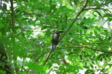 Faune du Costa Rica en Amérique Centrale