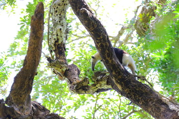 Fototapeta na wymiar Faune du Costa Rica en Amérique Centrale