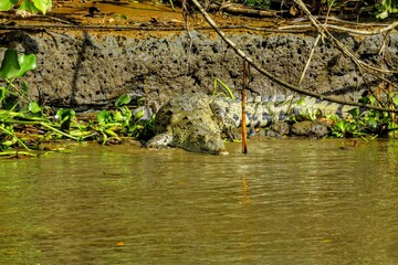Faune du Costa Rica en Amérique Centrale