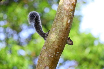 Faune du Costa Rica en Amérique Centrale