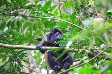 Faune du Costa Rica en Amérique Centrale