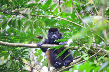 Faune du Costa Rica en Amérique Centrale