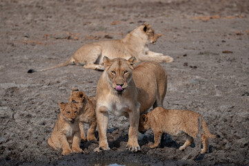 Fototapeta na wymiar A female Lion and her cubs seen on a safari in South Africa