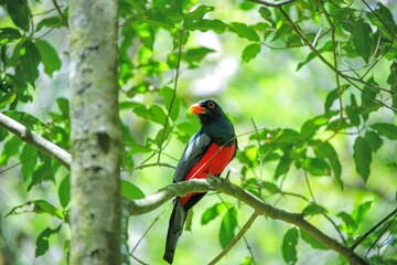 Faune du Costa Rica en Amérique Centrale