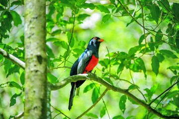 Faune du Costa Rica en Amérique Centrale