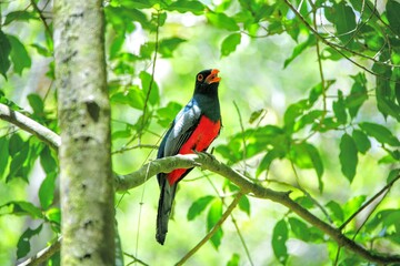 Faune du Costa Rica en Amérique Centrale
