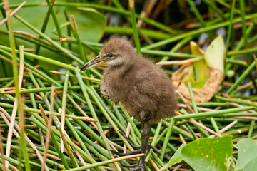 USA, Florida, Sarasota, Celery Fields, Limpkin, baby chick at Nest