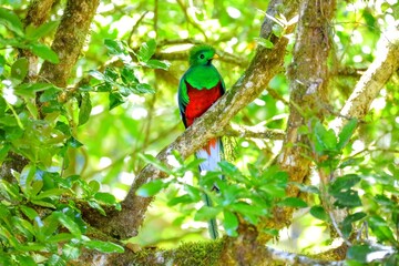 Faune du Costa Rica en Amérique Centrale