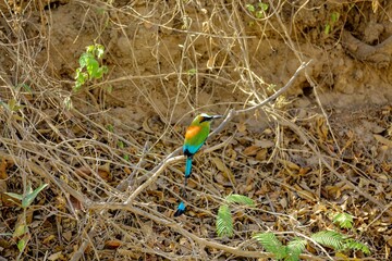 Faune du Costa Rica en Amérique Centrale
