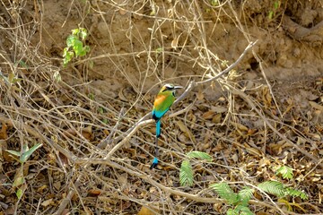 Faune du Costa Rica en Amérique Centrale