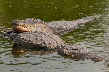 USA, Florida, Gatorland. Male alligator displays courtship behavior with female.