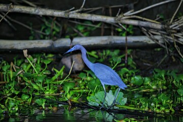 Faune du Costa Rica en Amérique Centrale