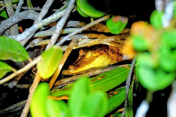 Faune du Costa Rica en Amérique Centrale