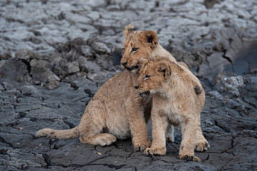 Lion cubs seen on a safari in South Africa