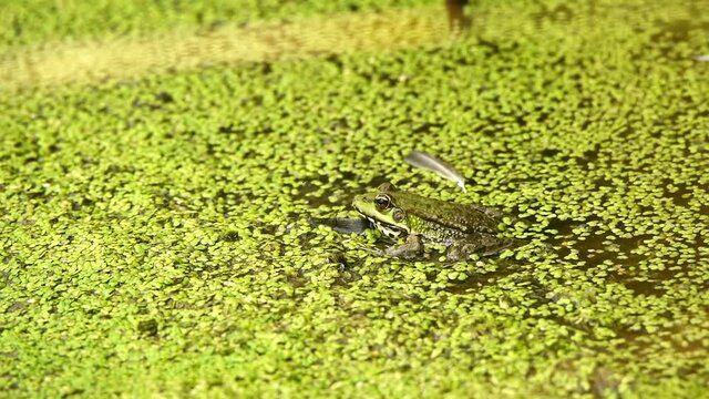 Frog sits in dirty water close