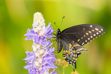 USA, Florida, Orlando Wetlands Park. Eastern black swallowtail butterfly on flower.