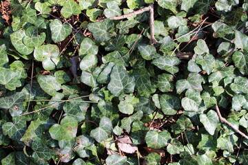 Fototapeta premium green leaves background