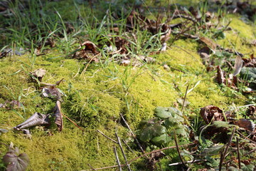 moss