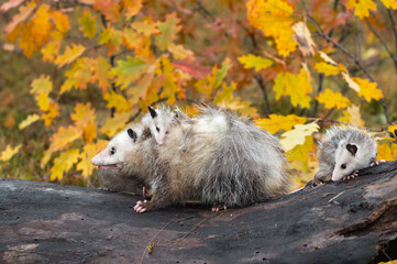 Naklejka premium Virginia Opossum (Didelphis virginiana) Walks Left Across Top of Log Joey Behind Autumn