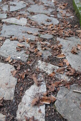 autumn leaves on the ground