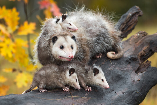 Virginia Opossum (Didelphis Virginiana) And Family On Log Autumn