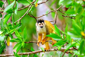 Faune du Costa Rica en Amérique Centrale