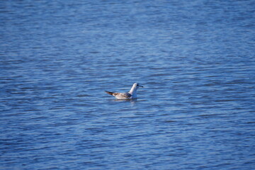 Fototapeta na wymiar seagull swims in the waves at high water