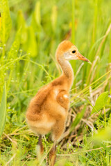 USA, Florida, Orlando Wetlands Park. Sandhill crane colt close-up.