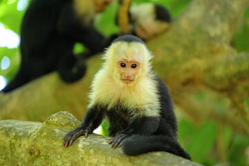 Faune du Costa Rica en Amérique Centrale