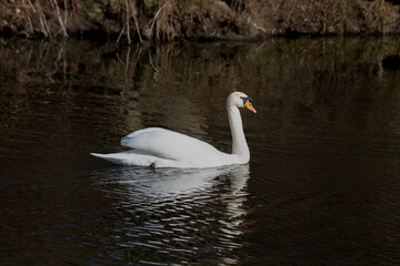 Naklejka na ściany i meble Swan on a lake