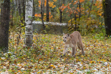 Cougar (Puma concolor) Walk Left in Lightly Falling Snow Autumn