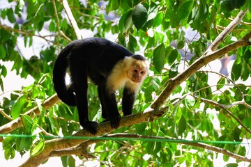 Faune du Costa Rica en Amérique Centrale