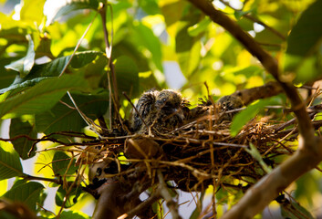
bird chicks in the nest