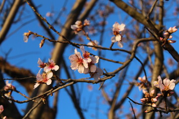 tree blossom