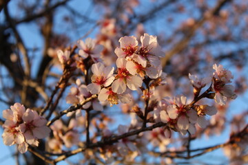 tree in spring
