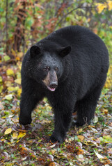 Black Bear (Ursus americanus) Turns Right One Paw Lifted Autumn